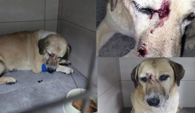 Kör ve yaşlı köpeğe sopalı işkence