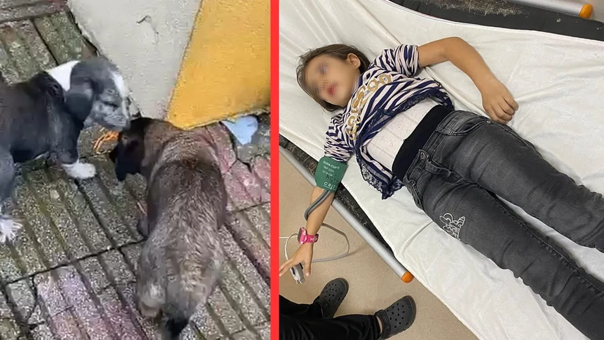 Okulda köpek saldırısı: 9 yaşındaki öğrenciyi ısırdılar! Müdür yardımcısının sözleri şaşırttı!